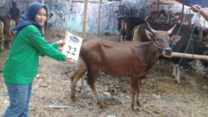 SAPI QURBAN 2018 Kandang R No Sapi : 22