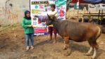 SAPI QURBAN 2018 Kandang M No Sapi : 22