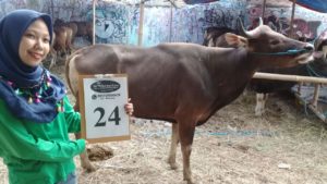 SAPI QURBAN 2018 Kandang R No Sapi : 25