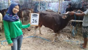 SAPI QURBAN 2018 Kandang R No Sapi : 26