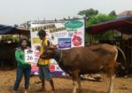 SAPI QURBAN 2018 Kandang M No Sapi : 26