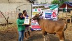 SAPI QURBAN 2018 Kandang M No Sapi : 27