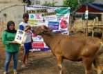 SAPI QURBAN 2018 Kandang M No Sapi : 28