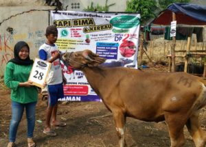 SAPI QURBAN 2018 Kandang M No Sapi : 28