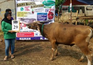 SAPI QURBAN 2018 Kandang M No Sapi : 29