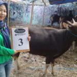 SAPI QURBAN 2018 Kandang R No Sapi : 4