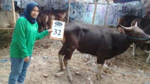 SAPI QURBAN 2018 Kandang R No Sapi : 32