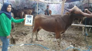 SAPI QURBAN 2018 Kandang R No Sapi : 34