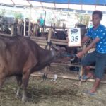 SAPI QURBAN 2018 Kandang R No Sapi : 35