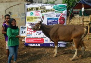 SAPI QURBAN 2018 Kandang M No Sapi : 35