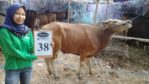 SAPI QURBAN 2018 Kandang R No Sapi : 38