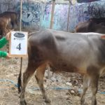 SAPI QURBAN 2018 Kandang R No Sapi : 4