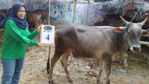 SAPI QURBAN 2018 Kandang R No Sapi : 4