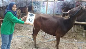 SAPI QURBAN 2018 Kandang R No Sapi : 43