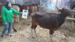 SAPI QURBAN 2018 Kandang R No Sapi : 44