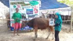 SAPI QURBAN 2018 Kandang R No Sapi : 45