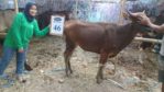 SAPI QURBAN 2018 Kandang R No Sapi : 46