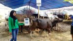 SAPI QURBAN 2018 Kandang R No Sapi : 51