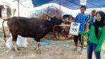 SAPI QURBAN 2018 Kandang R No Sapi : 55