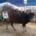 SAPI QURBAN 2018 Kandang R No Sapi : 56