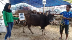 SAPI QURBAN 2018 Kandang R No Sapi : 56