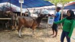 SAPI QURBAN 2018 Kandang R No Sapi : 57