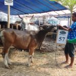 SAPI QURBAN 2018 Kandang R No Sapi : 56