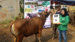 SAPI QURBAN 2018 Kandang M No Sapi : 6