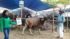 SAPI QURBAN 2018 Kandang R No Sapi : 61