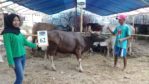 SAPI QURBAN 2018 Kandang R No Sapi : 62