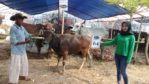 SAPI QURBAN 2018 Kandang R No Sapi : 64