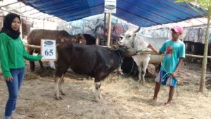 SAPI QURBAN 2018 Kandang R No Sapi : 65