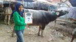 KERBAU QURBAN 2018 Kandang R No Kerbau : 7