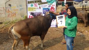 SAPI QURBAN 2018 Kandang M No Sapi : 7