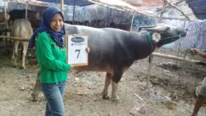 KERBAU QURBAN 2018 Kandang R No Kerbau : 7