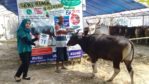 SAPI QURBAN 2018 Kandang R No Sapi : 71