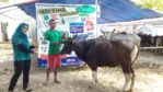 SAPI QURBAN 2018 Kandang R No Sapi : 72