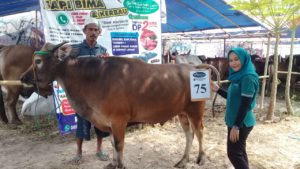 SAPI QURBAN 2018 Kandang R No Sapi : 75