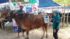 SAPI QURBAN 2018 Kandang R No Sapi : 75