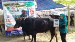 SAPI QURBAN 2018 Kandang R No Sapi : 76