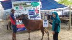 SAPI QURBAN 2018 Kandang R No Sapi : 77