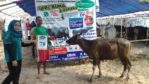 SAPI QURBAN 2018 Kandang R No Sapi : 78