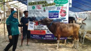 SAPI QURBAN 2018 Kandang R No Sapi : 79