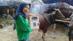 SAPI QURBAN 2018 Kandang R No Sapi : 8