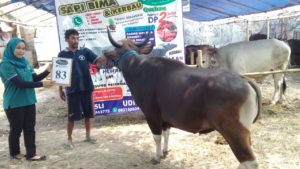 SAPI QURBAN 2018 Kandang R No Sapi : 83