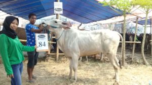 SAPI QURBAN 2018 Kandang R No Sapi : 84