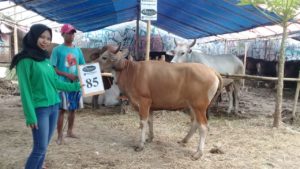 SAPI QURBAN 2018 Kandang R No Sapi : 85