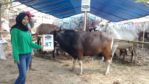 SAPI QURBAN 2018 Kandang R No Sapi : 87