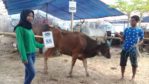 SAPI QURBAN 2018 Kandang R No Sapi : 88