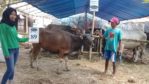 SAPI QURBAN 2018 Kandang R No Sapi : 89